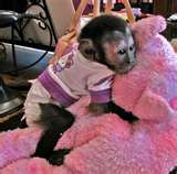 удивительным обезьяна капуцин,  чтобы дать заботу и любящая семья