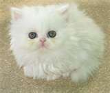 милые и очаровательные персидского котенка,  чтобы дать для принятия