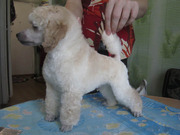 щенок белого миниатюрного пуделя