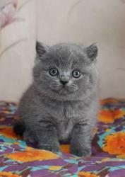 Очаровательные британские плюшевые котята