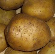Выращиваем и продаем картофель  4, 70 руб. 